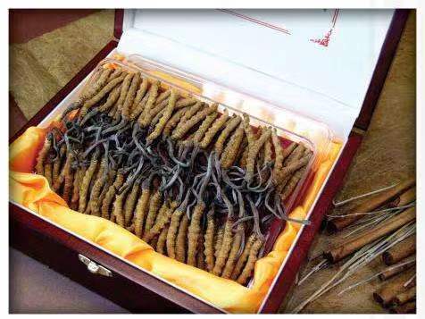 岑巩冬虫夏草回收